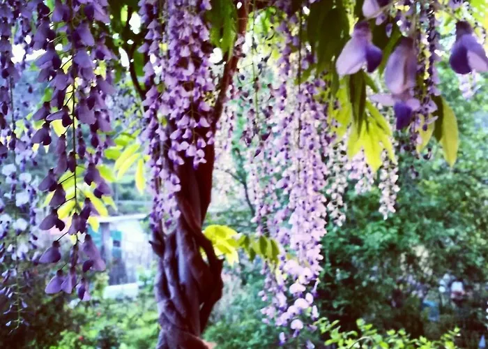 Bed & Breakfast Pin De Stelle